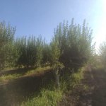 Satılır Torpaq Quba 5