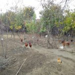 Satılır 5 otaqlı Həyət evi/villa, Ramana qəs., Sabunçu rayonu 11