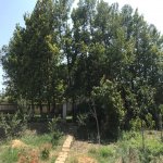 Kirayə (aylıq) 10 otaqlı Bağ evi, Bilgəh qəs., Sabunçu rayonu 13