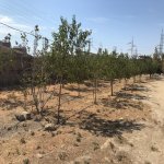 Satılır Obyekt, Qobu, Abşeron rayonu 17