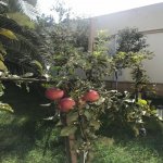 Продажа 4 комнат Дача, Шювалан, Хязяр район 13