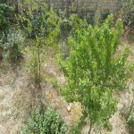 Satılır 9 otaqlı Həyət evi/villa, Hökməli, Abşeron rayonu 48
