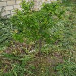 Satılır Torpaq Tərtər 7