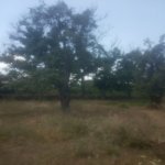 Satılır Torpaq Qusar 9