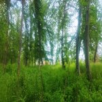 Продажа Участок Гусар 3