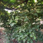 Satılır 3 otaqlı Bağ evi, Digah, Abşeron rayonu 19