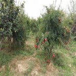 Satılır Torpaq, Fatmayi, Abşeron rayonu 3