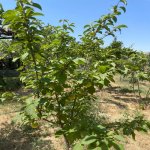 Kirayə (aylıq) 4 otaqlı Bağ evi, Fatmayi, Abşeron rayonu 36