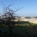 Satılır Torpaq, Goradil, Abşeron rayonu 5