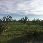 Satılır Torpaq Quba 26