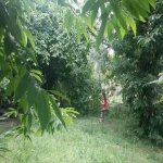 Kirayə (günlük) 4 otaqlı Bağ evi Qəbələ 13