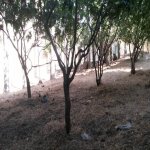Satılır Torpaq Sumqayıt 11