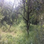Satılır 3 otaqlı Bağ evi Şamaxı 1