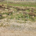Satılır Torpaq, Masazır, Abşeron rayonu 5