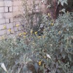 Satılır 3 otaqlı Həyət evi/villa Şirvan 7