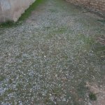 Продажа Участок, м. Эльмляр Академиясы метро, пос. Бадамдар, Сябаиль район 5