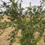 Satılır Obyekt Şamaxı 11