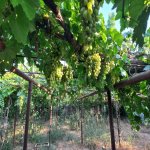 Satılır 3 otaqlı Bağ evi, Digah, Abşeron rayonu 20