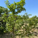 Kirayə (aylıq) 4 otaqlı Bağ evi, Fatmayi, Abşeron rayonu 35