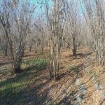 Satılır 1 otaqlı Bağ evi Qusar 2