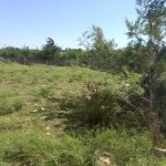 Satılır Torpaq, Novxanı, Abşeron rayonu 3