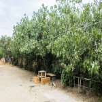 Satılır 6 otaqlı Həyət evi/villa, Nardaran qəs., Sabunçu rayonu 27