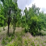 Satılır Torpaq İsmayıllı 2