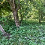 Продажа Участок Исмаиллы 5