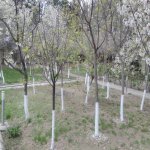 Продажа 8 комнат Дача, Новханы, Абшерон район 41