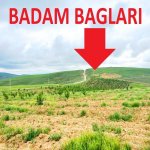 Satılır Obyekt Şamaxı 1