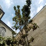 Satılır 6 otaqlı Həyət evi/villa, Yeni Günəşli qəs., Suraxanı rayonu 26