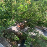Kirayə (aylıq) Obyekt, 20 Yanvar metrosu, Yasamal rayonu 9