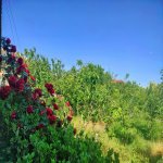Satılır 4 otaqlı Həyət evi/villa, Mərdəkan, Xəzər rayonu 10