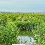 Продажа Объект Шабран 3