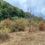 Satılır Torpaq Quba 18