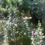 Kirayə (günlük) 4 otaqlı Bağ evi Şəki 24