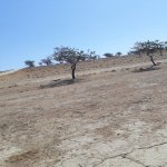 Satılır Torpaq, Saray, Abşeron rayonu 5