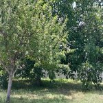 Kirayə (günlük) 2 otaqlı Həyət evi/villa İsmayıllı 14