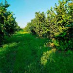 Satılır Torpaq Xaçmaz / Xudat 11