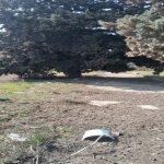 Satılır Torpaq, Novxanı, Abşeron rayonu 10