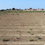Satılır Torpaq, Savalan qəs., Sabunçu rayonu 6