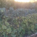 Satılır 3 otaqlı Həyət evi/villa Xırdalan 4