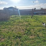 Satılır Torpaq, Buzovna, Xəzər rayonu 2