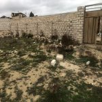 Satılır Torpaq, Şüvəlan, Xəzər rayonu 3