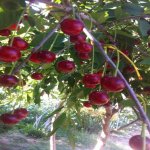 Satılır 5 otaqlı Bağ evi, Mərdəkan, Xəzər rayonu 16
