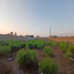Продажа Участок, Шювалан, Хязяр район 5