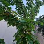 Kirayə (aylıq) 6 otaqlı Bağ evi, Şüvəlan, Xəzər rayonu 21