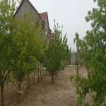 Kirayə (aylıq) 4 otaqlı Bağ evi, Mərdəkan, Xəzər rayonu 14