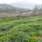 Satılır Torpaq Quba 10