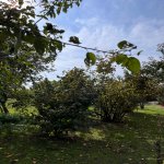 Satılır Torpaq İsmayıllı 12